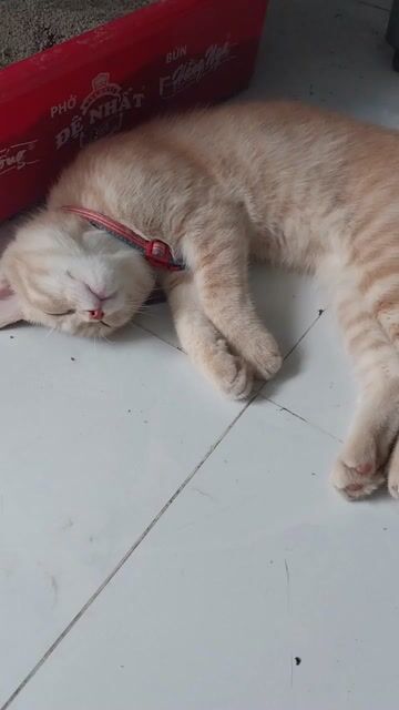 Mèo ALN 8 tháng tuổi. Mua bán Mèo tại Thành phố Thuận An Bình Dương được đăng bởi nhận biết cuộc sống hình 1