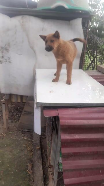 Chó Dingo cái màu Nâu. Mua bán Chó tại Huyện Mê Linh Hà Nội được đăng bởi Nguyễn duy hội  hình 1