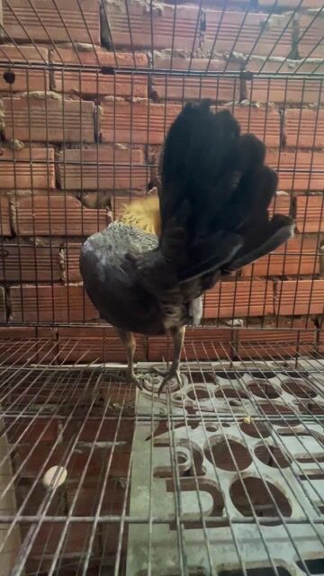 Bán gà mái tre mỹ xanh. Mua bán Gà tại Thành phố Thủ Đức Tp Hồ Chí Minh được đăng bởi Truc VO hình 1