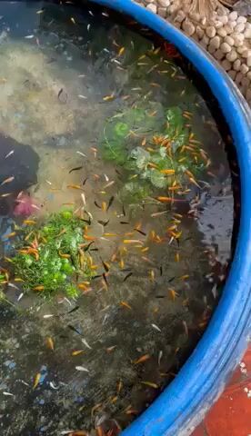 Cá thủy sinh tính kí,đủ màu,đủ size,sung,khỏe,đẹp. Mua bán Thú cưng khác tại Thành phố Tây Ninh Tây Ninh được đăng bởi Nguyen Hoang  hình 1