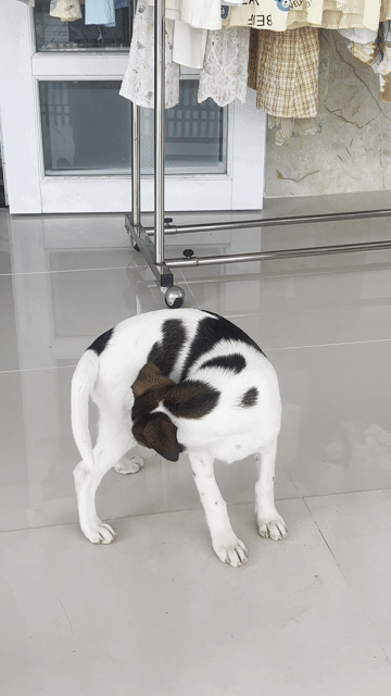 Chó con nhiều màu. Mua bán Chó tại Thành phố Sóc Trăng Sóc Trăng được đăng bởi nguyen thanh vi hình 1