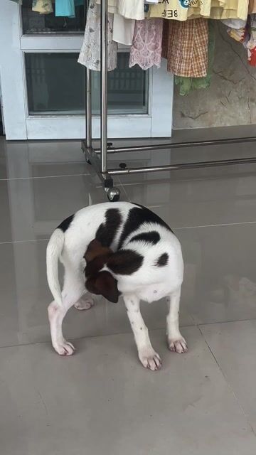 Chó con nhiều màu. Mua bán Chó tại Thành phố Sóc Trăng Sóc Trăng được đăng bởi nguyen thanh vi hình 1