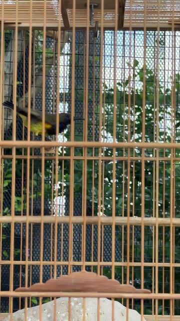 Chim cảnh Vàng đen khỏe mạnh. Mua bán Chim tại Quận 6 Tp Hồ Chí Minh được đăng bởi Căn Hộ An Cư hình 1