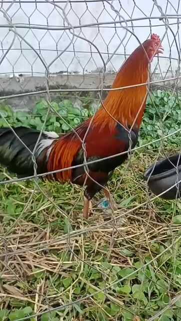 Gà trống 2.4kg ko rõ nguồn gốc bán thịt. Mua bán Gà tại Quận Bình Thuỷ Cần Thơ được đăng bởi gà sinh viên  hình 1