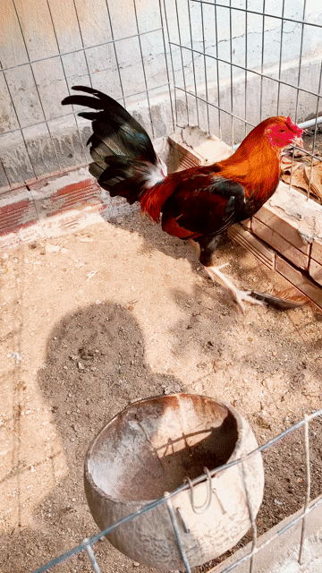 Gà trống Nâu đỏ Đực mẻ mai độ ae lai nha bat choi. Mua bán Gà tại Quận Thốt Nốt Cần Thơ được đăng bởi gà ô môn hình 1