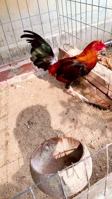 Gà trống Nâu đỏ Đực mẻ mai độ ae lai nha bat choi. Mua bán Gà tại Quận Thốt Nốt Cần Thơ được đăng bởi gà ô môn hình 1