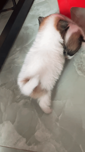 Chó Phốc sóc mini con non. Mua bán Chó tại Huyện Cần Giuộc Long An được đăng bởi bin duy hình 1