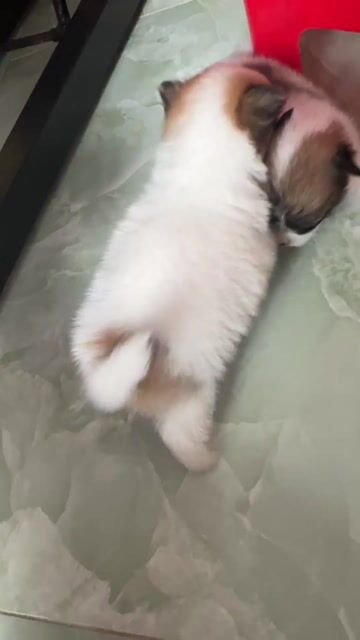 Chó Phốc sóc mini con non. Mua bán Chó tại Huyện Cần Giuộc Long An được đăng bởi bin duy hình 1