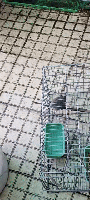 Chim cu vằn Xám. Mua bán Chim tại Quận 7 Tp Hồ Chí Minh được đăng bởi kien hình 1