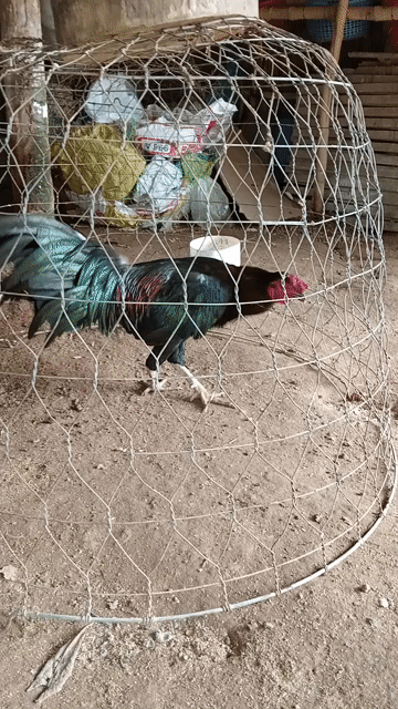 Gà chọi Việt - Mỹ trống 7.5 tháng. Mua bán Gà tại Huyện Bình Đại Bến Tre được đăng bởi Tinh Pham  hình 1