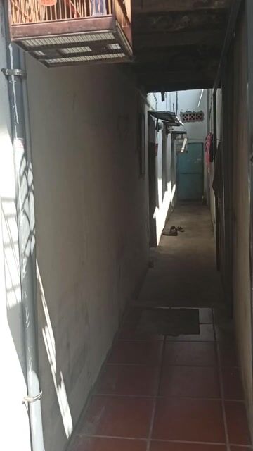 Chim hỏa tiễn Xanh, vàng. Mua bán Chim tại Quận 12 Tp Hồ Chí Minh được đăng bởi Khổng tước  hình 1