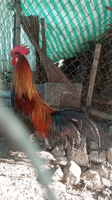 Điều Que 2,5kg. Mua bán Gà tại Huyện Cờ Đỏ Cần Thơ được đăng bởi Thịnh hình 1