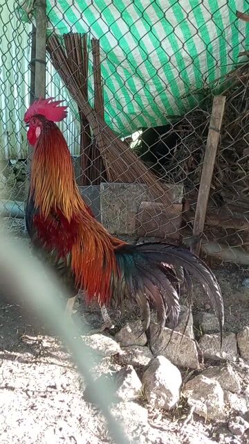 Điều Que 2,5kg. Mua bán Gà tại Huyện Cờ Đỏ Cần Thơ được đăng bởi Thịnh hình 1