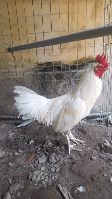 Gà Trắng Đực. Mua bán Gà tại Huyện Kế Sách Sóc Trăng được đăng bởi Thức Luka hình 1