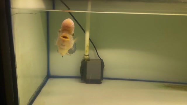 Cá cảnh 4 ngón khoẻ đẹp. Mua bán Thú cưng khác tại Quận 5 Tp Hồ Chí Minh được đăng bởi Thành  hình 1