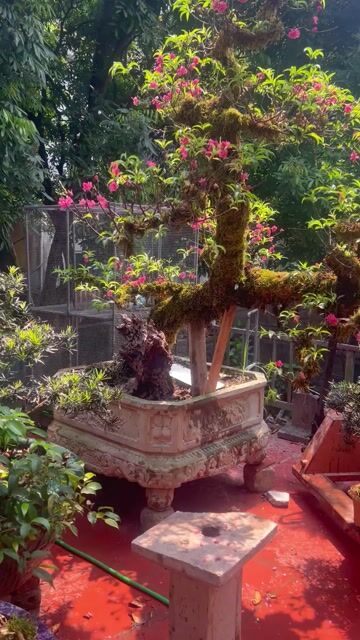 Cây cảnh Đào Bonsai Hồng. Mua bán Cây cảnh, đồ trang trí tại Huyện Đông Anh Hà Nội được đăng bởi Giang hình 1