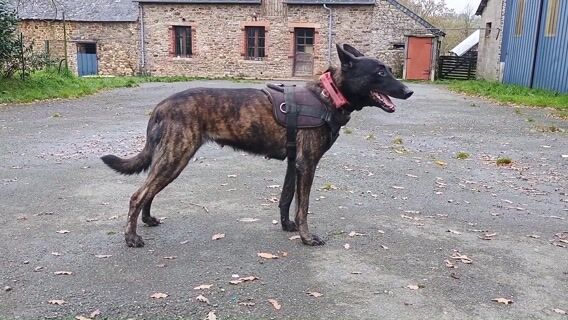 Une femme, un chien, votre sécurité