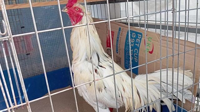 nọc bướm  Pakistan Mỹ trạng 4kg còn chơi dc. Mua bán Gà tại Quận 8 Tp Hồ Chí Minh được đăng bởi phương  cán đẹp hình 1