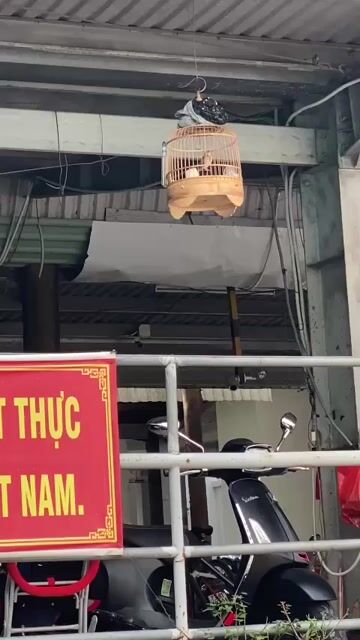 cần ng bảo tồn sơn ca. Mua bán Chim tại Thành phố Thủ Dầu Một Bình Dương được đăng bởi chú tểu hình 1