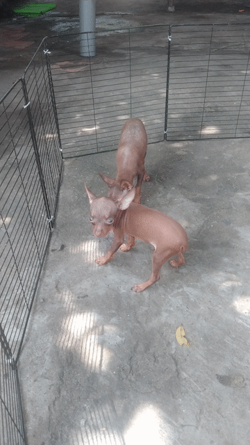 Chó Fox hươu Đực Socola size nhỏ 2.5 tháng đã tll. Mua bán Chó tại Huyện Hóc Môn Tp Hồ Chí Minh được đăng bởi Phú hình 1