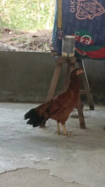 mái nồi sắp so. Mua bán Gà tại Huyện Trần Đề Sóc Trăng được đăng bởi phan phát đạt hình 1