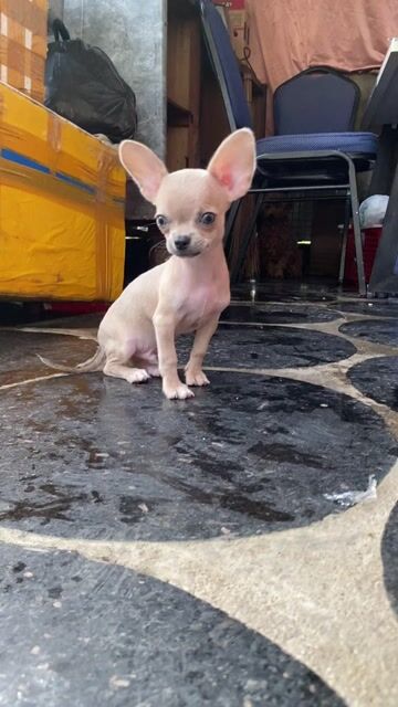 Chó Chihuahua đực đã tiêm. Mua bán Chó tại Quận 12 Tp Hồ Chí Minh được đăng bởi vũ hoa hình 1