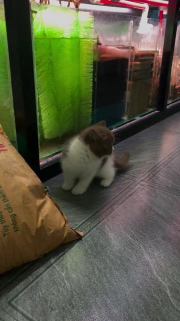 Anh lông ngắn Bi Cinamon đực gen blue eye dominate. Mua bán Mèo tại Huyện Thanh Trì Hà Nội được đăng bởi Nguyễn Tuấn hình 1