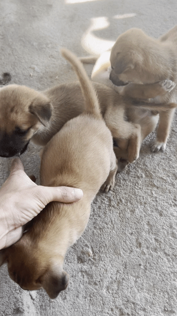 Chó con giống cỏ  màu Nâu. Mua bán Chó tại Huyện Quảng Điền Thừa Thiên Huế được đăng bởi Bạch Thị Hoa hình 1