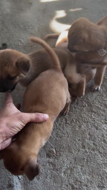 Chó con giống cỏ  màu Nâu. Mua bán Chó tại Huyện Quảng Điền Thừa Thiên Huế được đăng bởi Bạch Thị Hoa hình 1
