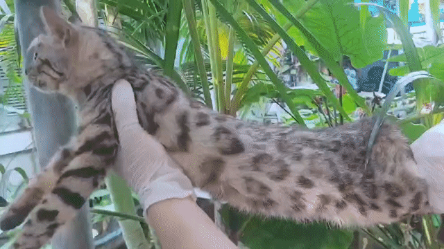 mèo Bengal Silver. Mua bán Mèo tại Quận Long Biên Hà Nội được đăng bởi Long Hoang hình 1