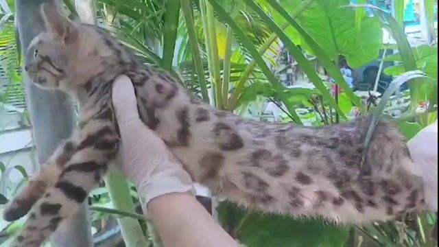 mèo Bengal Silver. Mua bán Mèo tại Quận Long Biên Hà Nội được đăng bởi Long Hoang hình 1