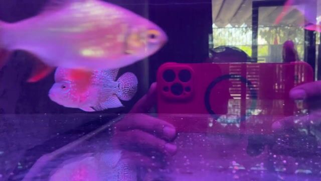 Cá La Hán 3 ngón tay hơn Đỏ. Mua bán Thú cưng khác tại Quận Cẩm Lệ Đà Nẵng được đăng bởi Kenji hình 1