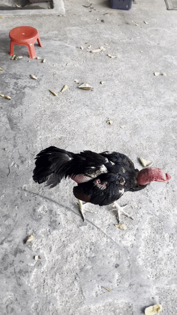 tía chân xanh. Mua bán Gà tại Quận Ngũ Hành Sơn Đà Nẵng được đăng bởi Lai gà tam kỳ  hình 1