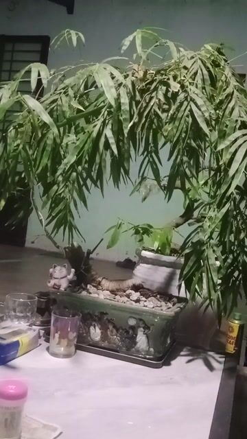 Cây tre xanh dễ chăm sóc. Mua bán Cây cảnh, đồ trang trí tại Huyện Bình Sơn Quảng Ngãi được đăng bởi Le van danh hình 1