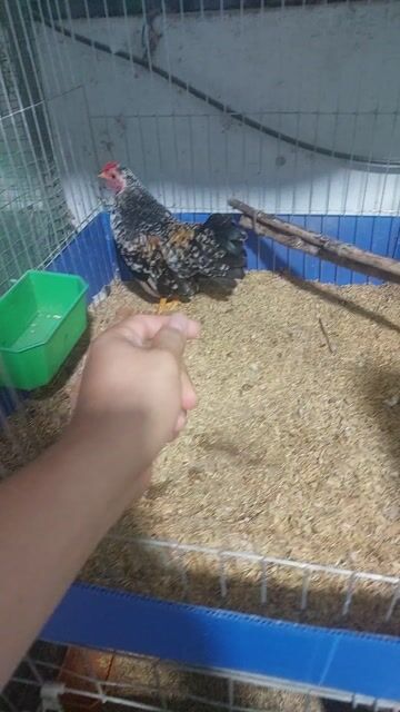 Gà Tre bắc chuối vàng. Mua bán Gà tại Huyện Bình Chánh Tp Hồ Chí Minh được đăng bởi Thưởng hình 1