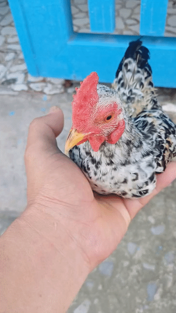 Gà tre chuối. Mua bán Gà tại Huyện Bình Chánh Tp Hồ Chí Minh được đăng bởi Thưởng hình 1