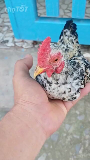 Gà tre chuối. Mua bán Gà tại Huyện Bình Chánh Tp Hồ Chí Minh được đăng bởi Thưởng hình 1
