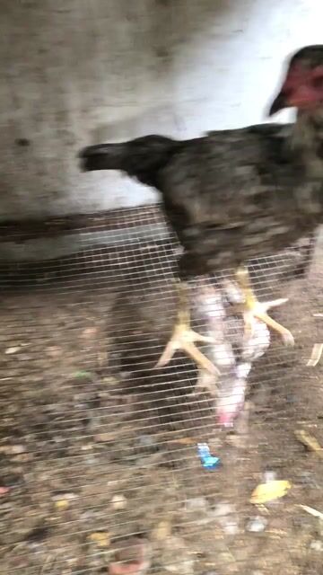 Gà mái tơ đang lứa so. Mua bán Gà tại Quận Ngũ Hành Sơn Đà Nẵng được đăng bởi bonbon hình 1