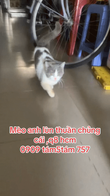 Mèo Anh lùn thuần chủng 🩷💚🩵 cái 8 tháng. Mua bán Mèo tại Quận 8 Tp Hồ Chí Minh được đăng bởi Cửa Hàng Thanh Lý Đồ Cũ Mới hình 1