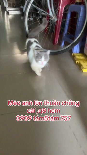 Mèo Anh lùn thuần chủng 🩷💚🩵 cái 8 tháng. Mua bán Mèo tại Quận 8 Tp Hồ Chí Minh được đăng bởi Cửa Hàng Thanh Lý Đồ Cũ Mới hình 1