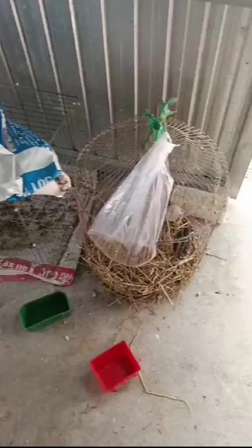 Chim sáo non 4 con. Mua bán Chim tại Quận Ninh Kiều Cần Thơ được đăng bởi Kim Ngọc Hậu hình 1