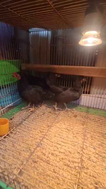 Gà Tre Bắc Ô, 1 Trống 2 Mái. Mua bán Gà tại Quận 3 Tp Hồ Chí Minh được đăng bởi Phuong hình 1