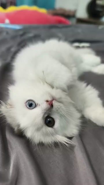 Mèo Ald Trắng cụp, mắt 2 màu độc nhất. Mua bán Mèo tại Quận Bắc Từ Liêm Hà Nội được đăng bởi Hương Lan hình 1