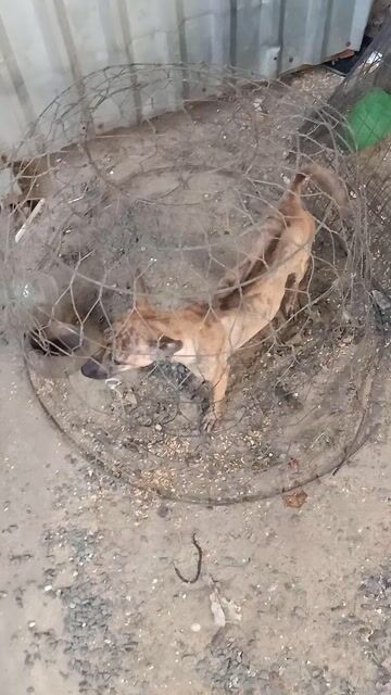 Chó Phú Quốc vện cái phả Vip. Mua bán Chó tại Quận 12 Tp Hồ Chí Minh được đăng bởi Tôi bán sản phẩm Thật  hình 1