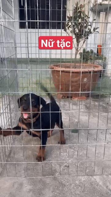 Chó Rottweiler đen vàng. Mua bán Chó tại Huyện Nhà Bè Tp Hồ Chí Minh được đăng bởi Nhân Rottweiler  hình 1