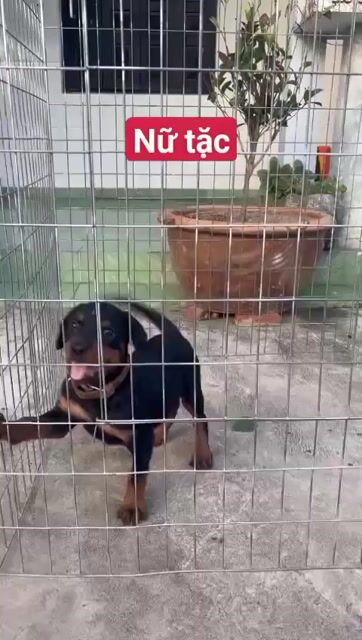 Chó Rottweiler đen vàng. Mua bán Chó tại Huyện Nhà Bè Tp Hồ Chí Minh được đăng bởi Nhân Rottweiler  hình 1