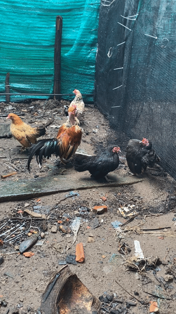 Gà Serama mái ô đang đẻ. Mua bán Gà tại Thành phố Cà Mau Cà Mau được đăng bởi Trần Anh Hiếu hình 1