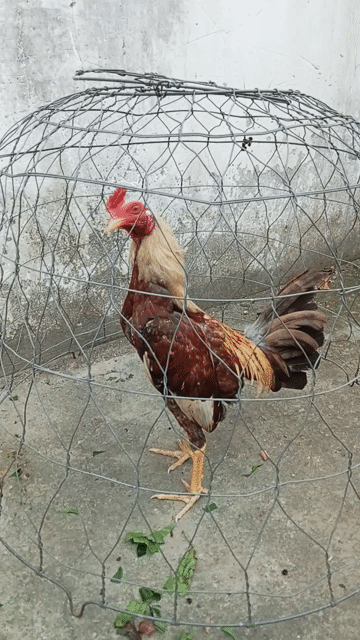 Gà tre 12kg Nâu, trắng. Mua bán Gà tại Quận 8 Tp Hồ Chí Minh được đăng bởi Lê Thanh Hiền hình 1