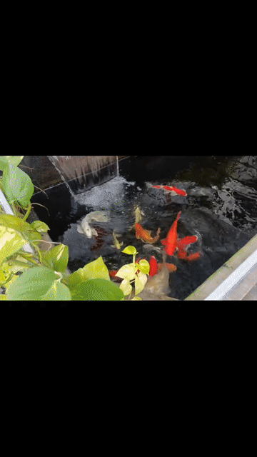 Cá Koi. Mua bán Thú cưng khác tại Huyện Vĩnh Cửu Đồng Nai được đăng bởi Nguyễn   Dũng hình 1