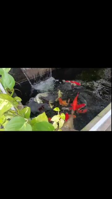 Cá Koi. Mua bán Thú cưng khác tại Huyện Vĩnh Cửu Đồng Nai được đăng bởi Nguyễn   Dũng hình 1